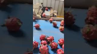 Dragon Fruit Sorting Line Fruit Weight Grading Machine Pitaya Sorter Grader Pitaya Classifier