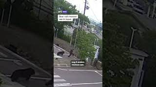 Thumbnail for Beer valt mensen aan in Japan