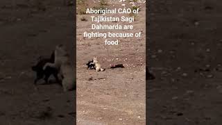 Aboriginal CAO of Tajikistan Sagi Dahmarda are fighting because of food