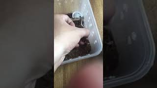Handling My Scolopendra Subspinipes Philippine Giant Centipede