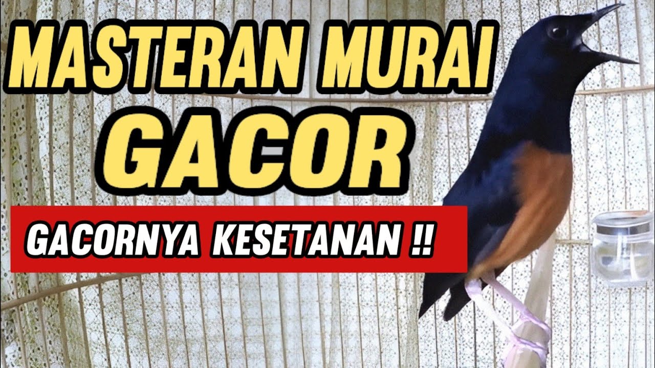 Masteran Murai Batu Gacor || Gacornya Kesetanan !! 