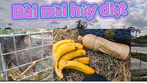Nghề mưu sinh/ Chia sẻ mồi và cách đặt bẫy chuột cống nhum tỉ lệ dính rất cao@ngovanlam