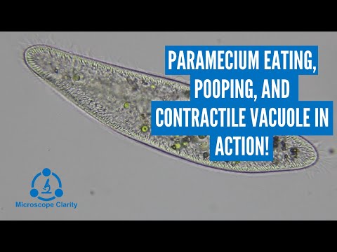 Paramecium (Paramecium pooping, contractile vacuole, and trychocysts in action!)