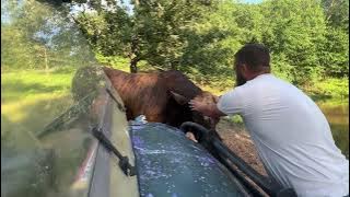 How to service a Redford the bull attack. #rufusthebull