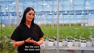 The Art of  Dry Cure with Annie White