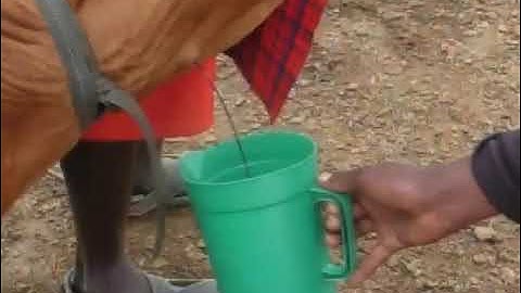Traditional maasai Food /Blood and Milk