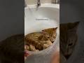 #JasonDeruloTV // What You Do When Your Cat Likes The Water 🐱 TT @peachandpablo