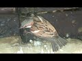 How about &quot;Rescuing a Trapped House Sparrow: A Tale of Compassion and Survival&quot;?