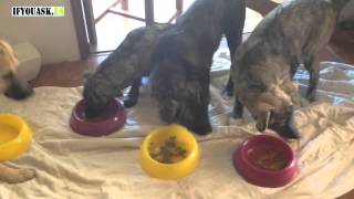 Breakfast Time! Four Puppies Enjoying Their Food.