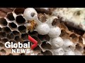 Scientists analyze first "murder hornet" nest found in the US