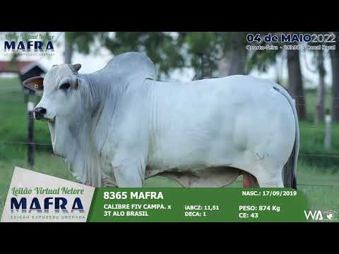 LOTE 48   MFRA 8365