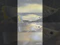 Difference Between Male And Female Molly Fish Molly Fish Shorts
