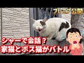 極寒の中震えている野良猫が「シャー」と会話して来ました/家猫元ボス猫とボス猫がケンカに!?