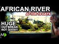 The African River: HUGE Starting Problems!! 10 Day Update (New Tank Syndrome & How To Fix)