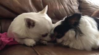 Greedy Chihuahua won't share, but watch what happens