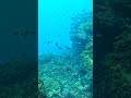 Just finished freediving, water 12°C, 30 min, lots of fish👌🤿#freediving#underwater#diving#coldwater