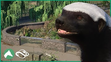 Building the HONEY BADGER Habitat in the Elm Hill City Zoo! | Planet Zoo