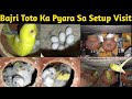 Budgies Parrots Setup Visit With Breeding Progress | Bajri Toto Ka Setup Visit Kia