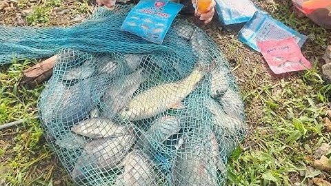 Fishing | Câu Đài | Câu Rô Phi Nước Sâu Hồ Tràm  Nghiện Câu TV
