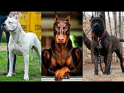 Vidéo: Top 10 des chiens qui aident à combattre la dépression