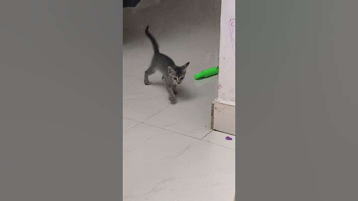 ore attamdha ponga🤣😅 #catshorts #cat