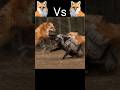 2 Fox attack random Fox 😱 #shorts #animals