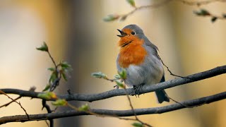 Bird sounds – European robin (Erithacus rubecula)