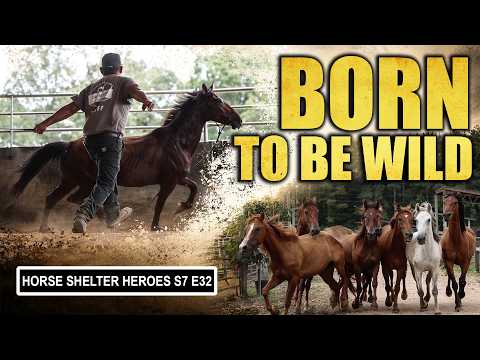 One Big Move & One Wild Mustang | Horse Shelter Heroes - S7 E32 thumbnail