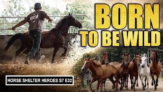 One Big Move & One Wild Mustang | Horse Shelter Heroes - S7 E32