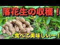 【家庭菜園】お酒のおつまみに最高！落花生の収穫！！
