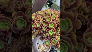Crested Aeonium #succulent #succulentcollection  #aeoniumarboreum #garden #succulentgarden
