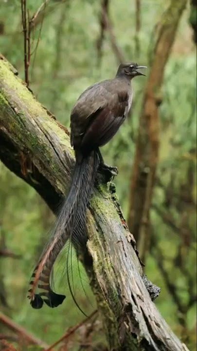 BURUNG VIRAL YANG SUARA MIRIP PISTOL MAINAN//Burung lyrebird(Menura novaehollandiae)