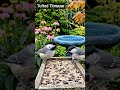 Another Guest ArrivesNature #Wildlife #BirdWatching #NatureSoundsVideo