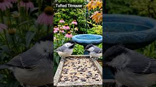 Another Guest ArrivesNature #Wildlife #BirdWatching #NatureSoundsVideo