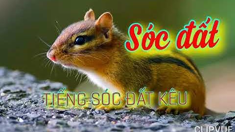Tiếng sóc đất kêu. Tiếng sóc đất gọi bầy chuẩn mp3.