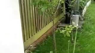 Plum and Cherry tree 2 years old by Kelly Smith 437 views 11 years ago 53 seconds