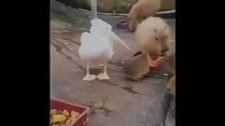 Capybara Vibe Full Video