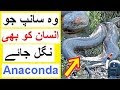 The Giant Snakes of Amazon RainForest  - Facts about Anaconda
