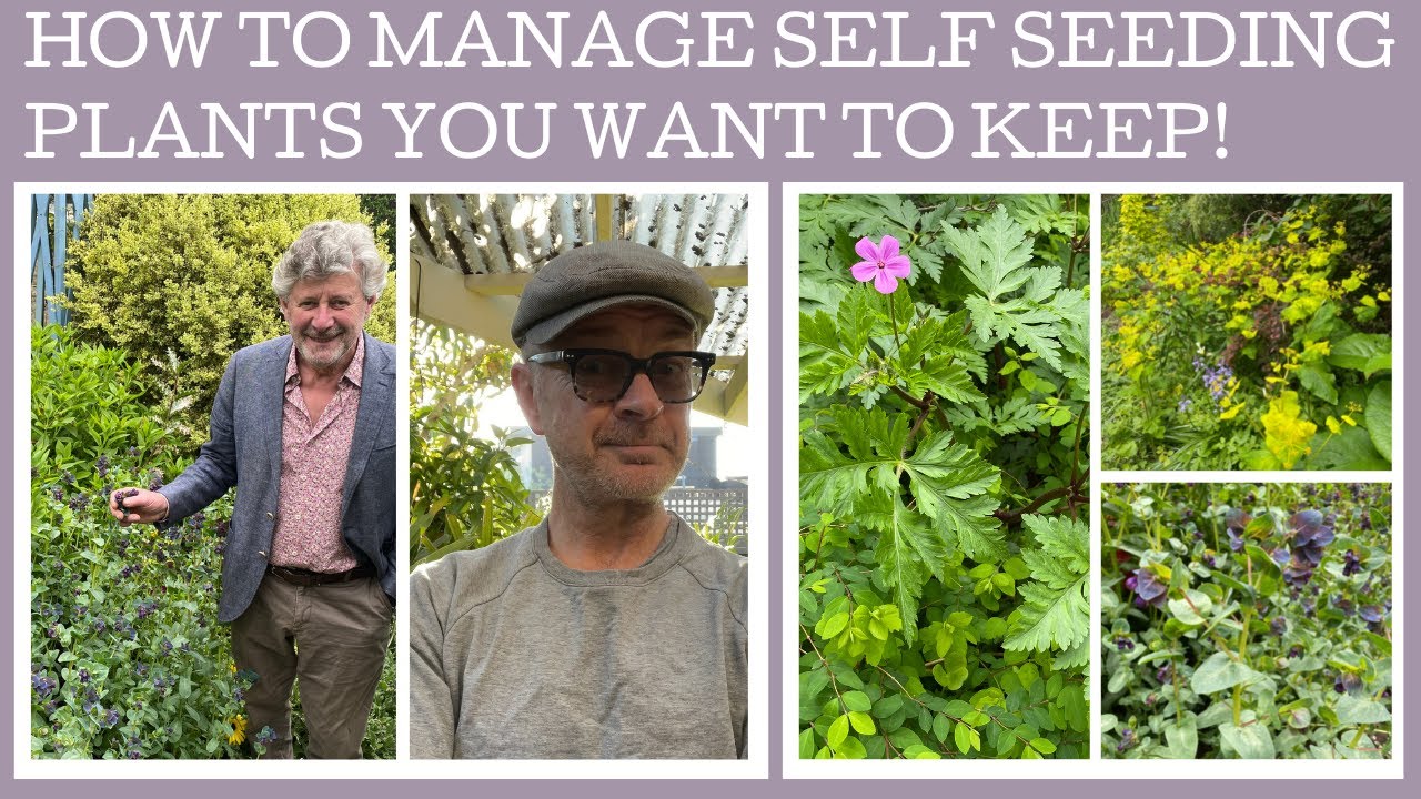 How to manage annual self seeding plants in your garden: keep your eye on them!