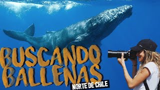CHILE | Punta de Choros, Isla Damas y Chañaral de Aceituno ¡Ballenas y delfines! Las encontré?