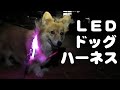 夜のお散歩が安全になるLEDドッグハーネス LightHound LED Illumninated Reflective Dog Harness  20220202 Roku corgi ロクさん