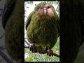 Amazing ✨️ 👌 Parrot 🦜 ✨️ #Parrot #birds #kakapo #shorts #BestVibes