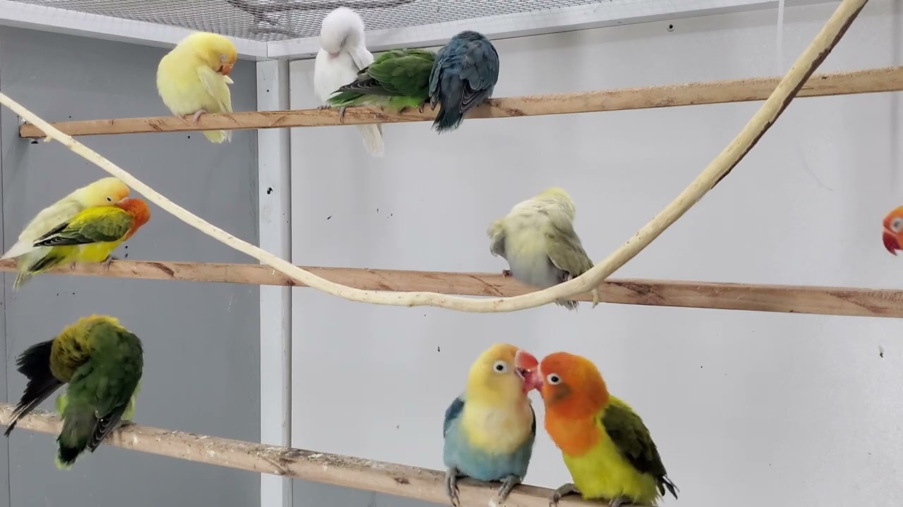 Lovebirds (Agapornis) Beautiful Chirping Sounds | Relaxing Nature Bird Sounds 4K