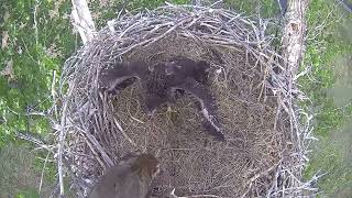 Xcel Energy Fort St. Vrain Bald Eagles : Raccoon snatches eaglet