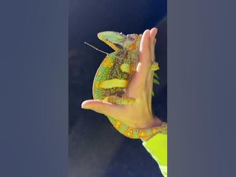 Monster Wild Chameleons in Florida #floridasfinest - YouTube