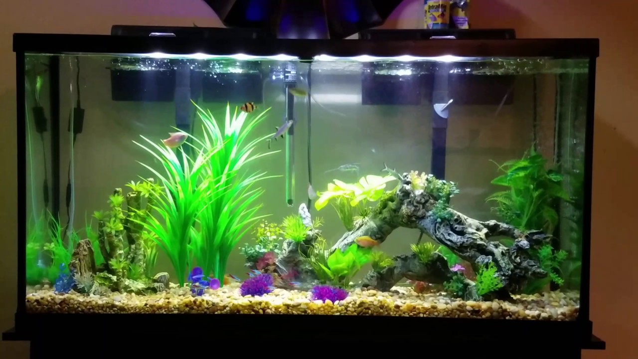 65 gallon tropical fish tank YouTube