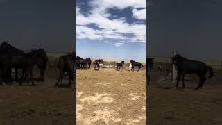 Құлын өз үйірін қорғап тұр #horse #kino #travel #stallion #rek #automobile #nature #music