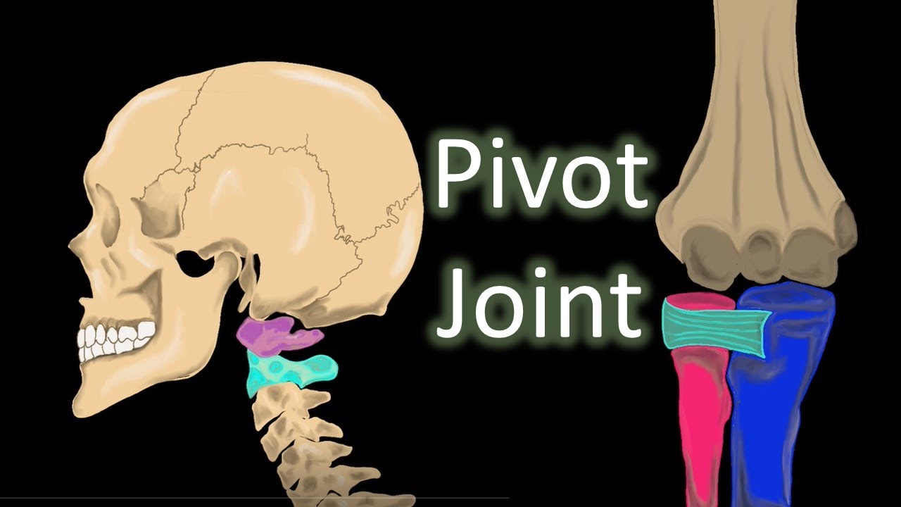 ⁣Pivot joint I Movable Joints part - 5