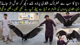 World Most Dangrous Hunting Birds   Vulture Falcons Golden Eagles Shikra Baz in Saddar Market