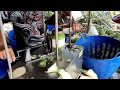 Coconut Cutting Machine 🥥🌴 Coconut Cutting Skills 🔪 Thai Street Food